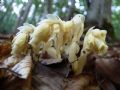 Monotropa hypopitys